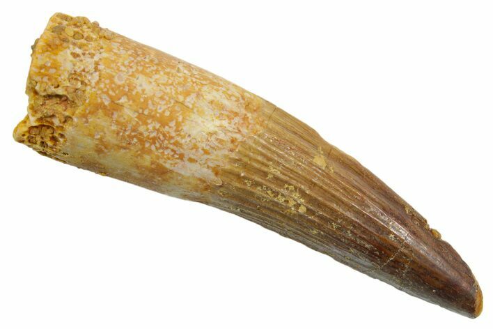 Fossil Spinosaurus Tooth - Real Dinosaur Tooth #349768